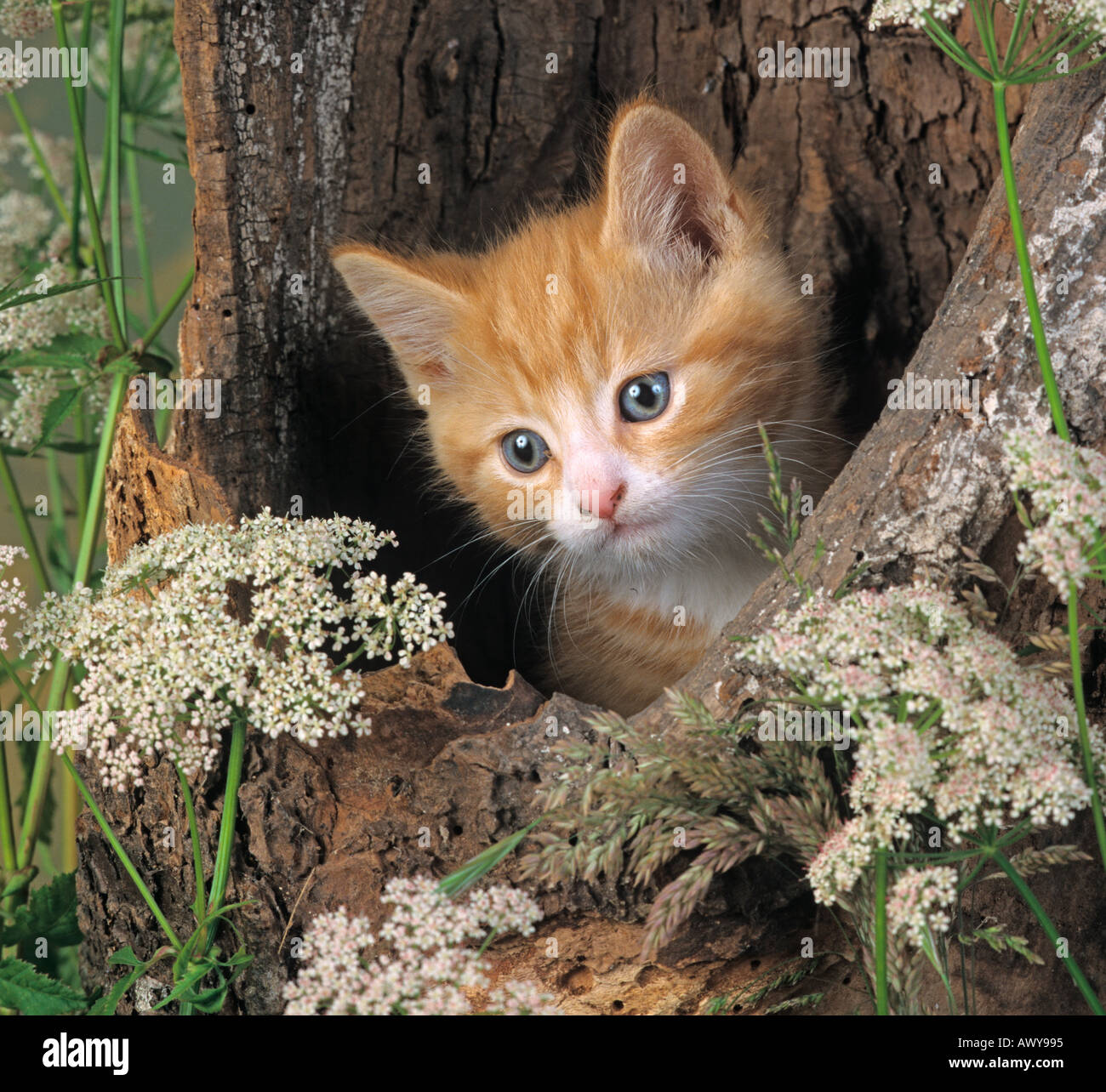 Ginger Kitten in hollow log Stock Photo