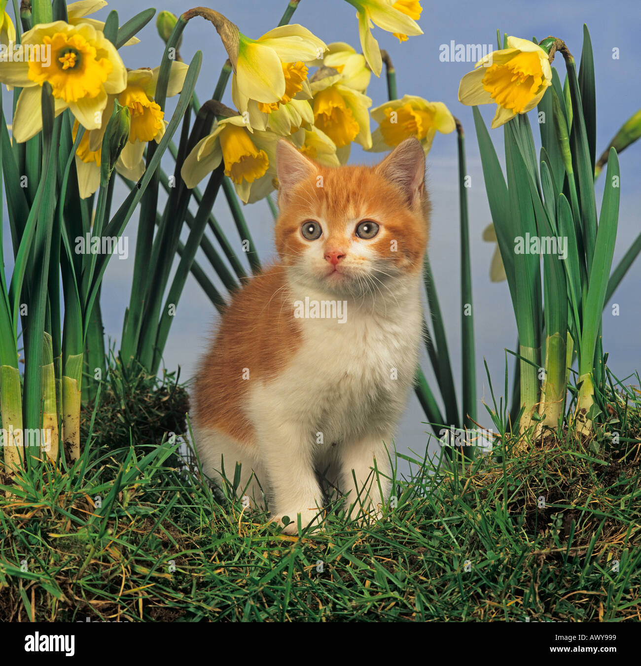 Ginger Kitten Looking from Daffodils Stock Photo