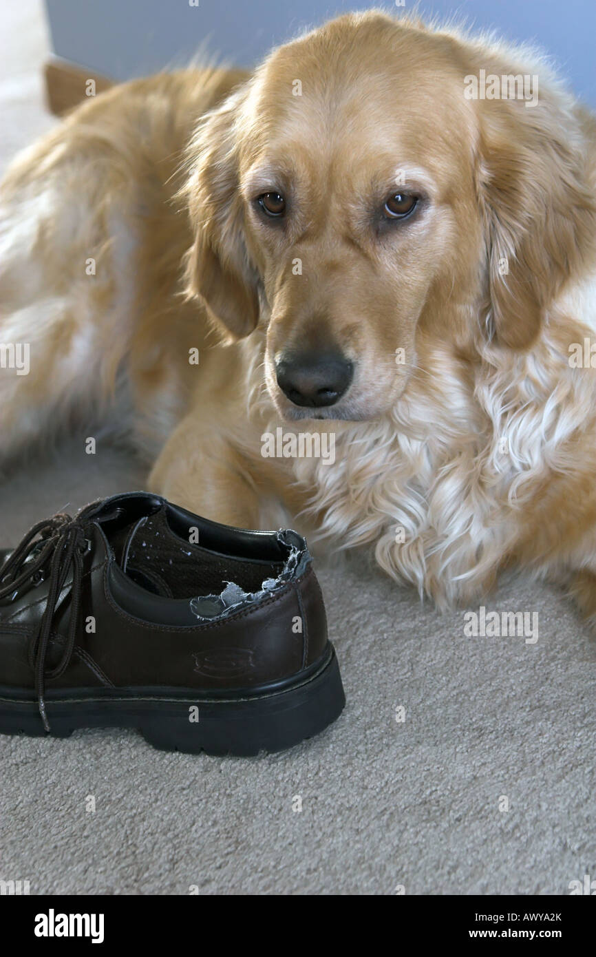 Why Do Dogs Destroy Shoes