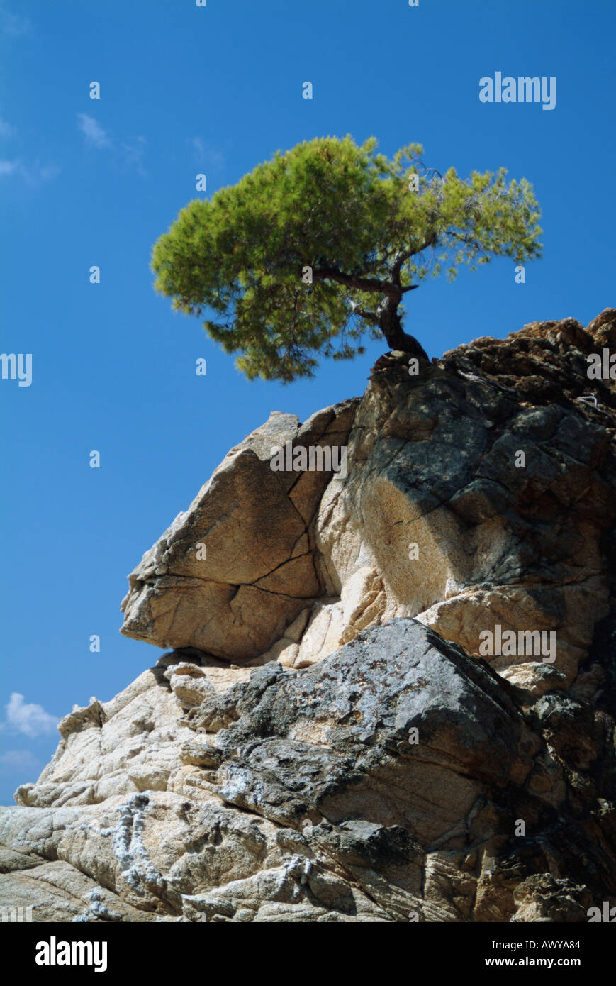 tree-clinging-to-cliff-kalamaki-beach-skiathos-greece-AWYA84.jpg