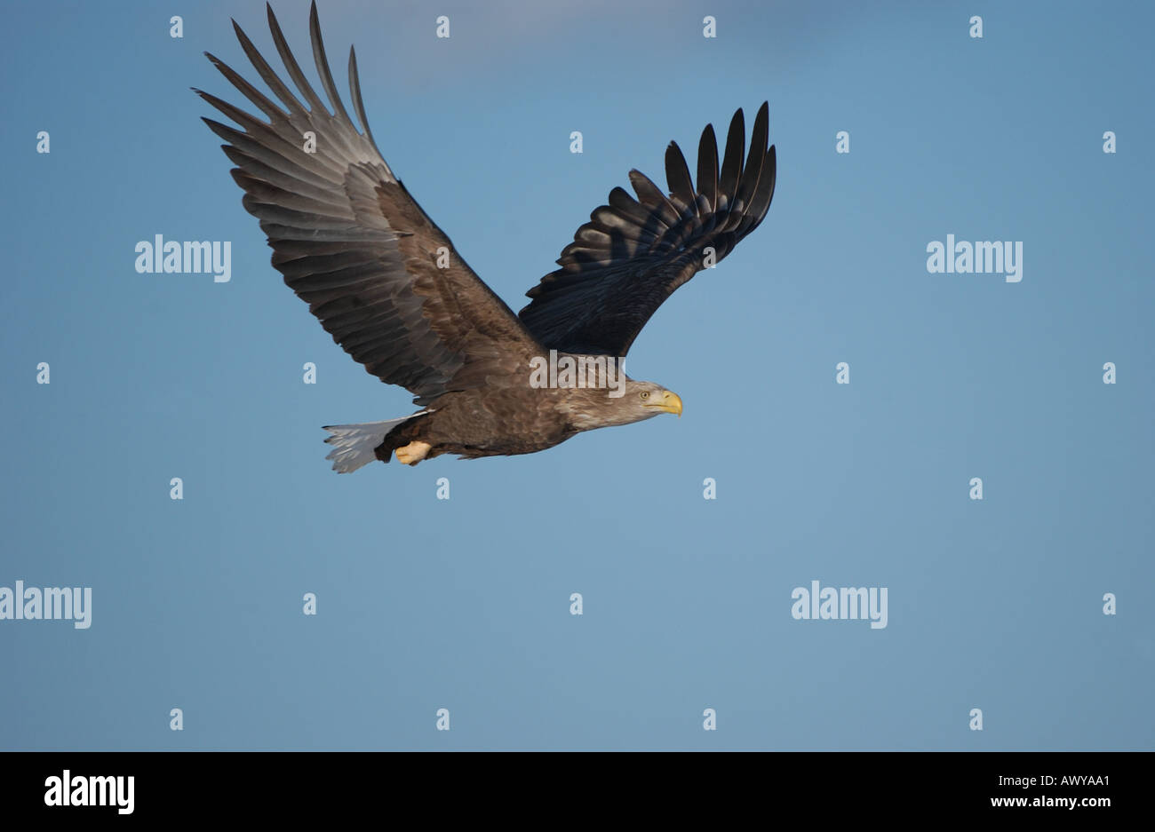 White tailed Sea Eagle in flight Hokkaido Japan Stock Photo - Alamy