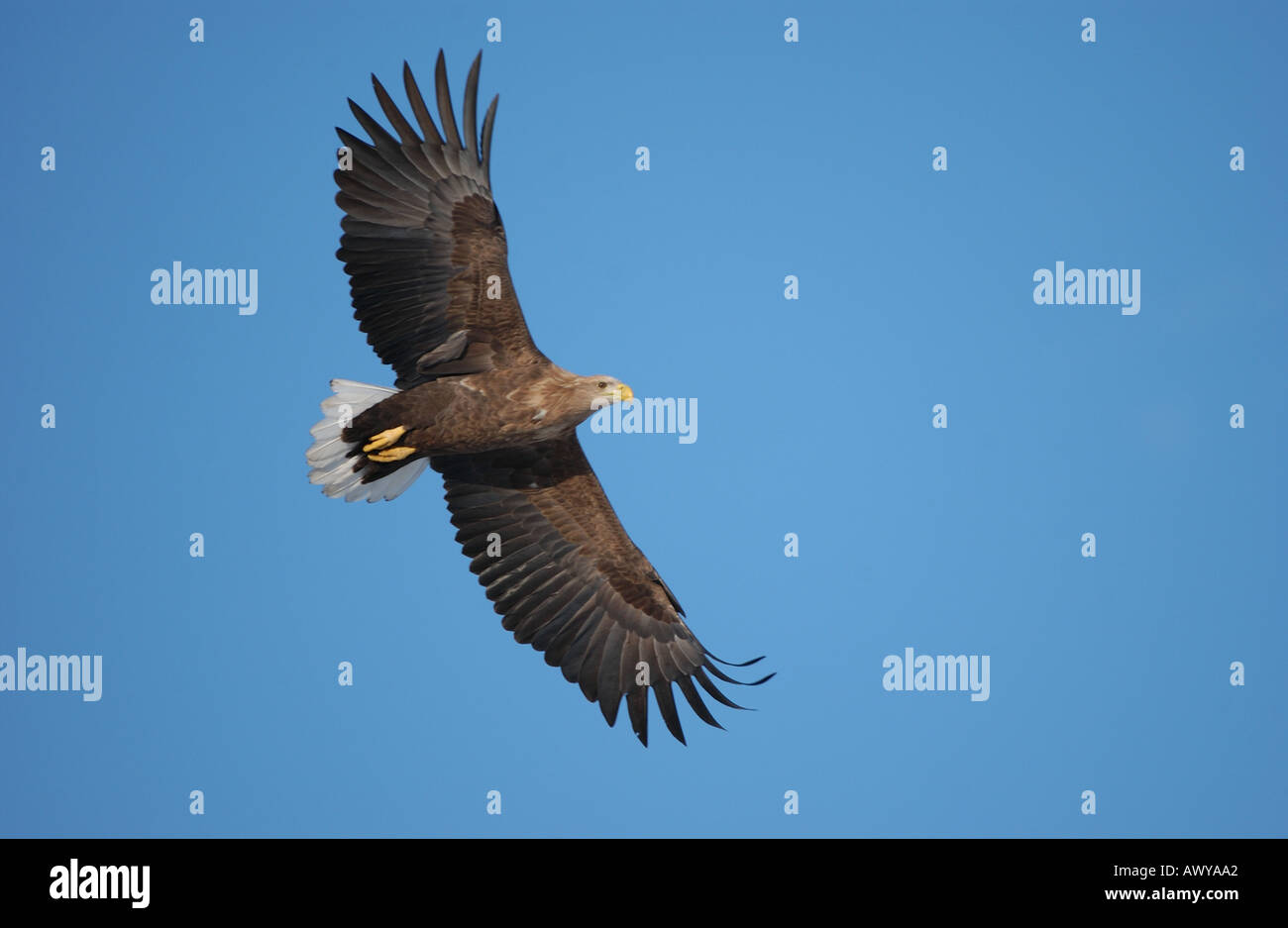 White tailed eagle in the sky hi-res stock photography and images - Alamy