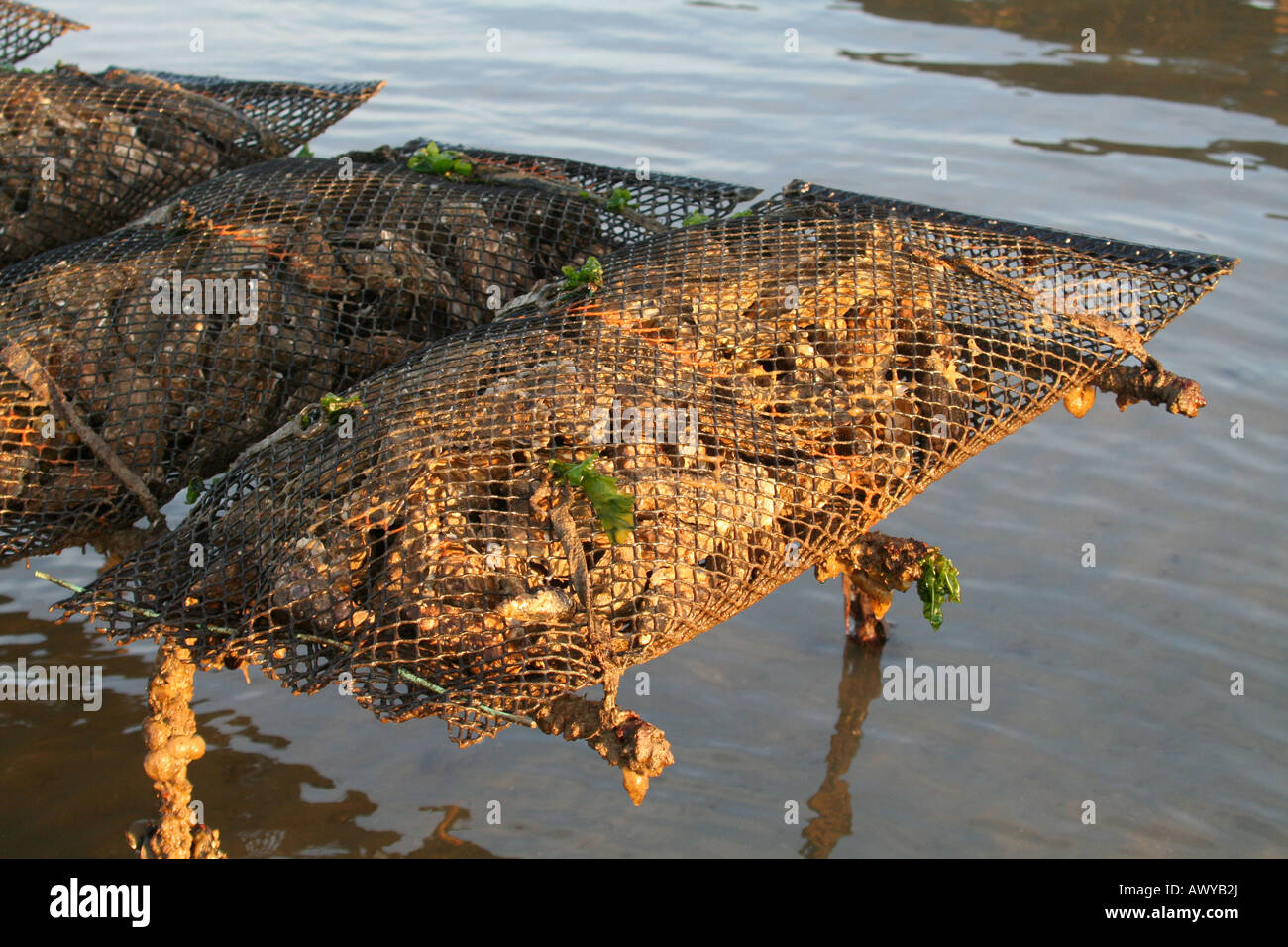 Oysters growing in rope mesh bags 'pillow cases' on an oyster park in Normandy France Stock Photo