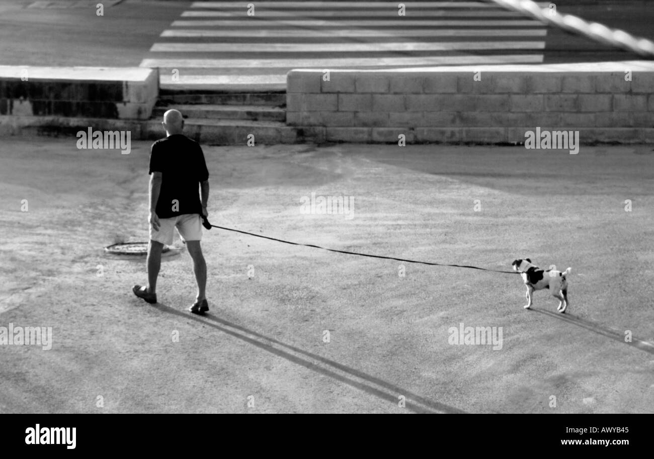 man walking dog on bright sunny morning Stock Photo - Alamy