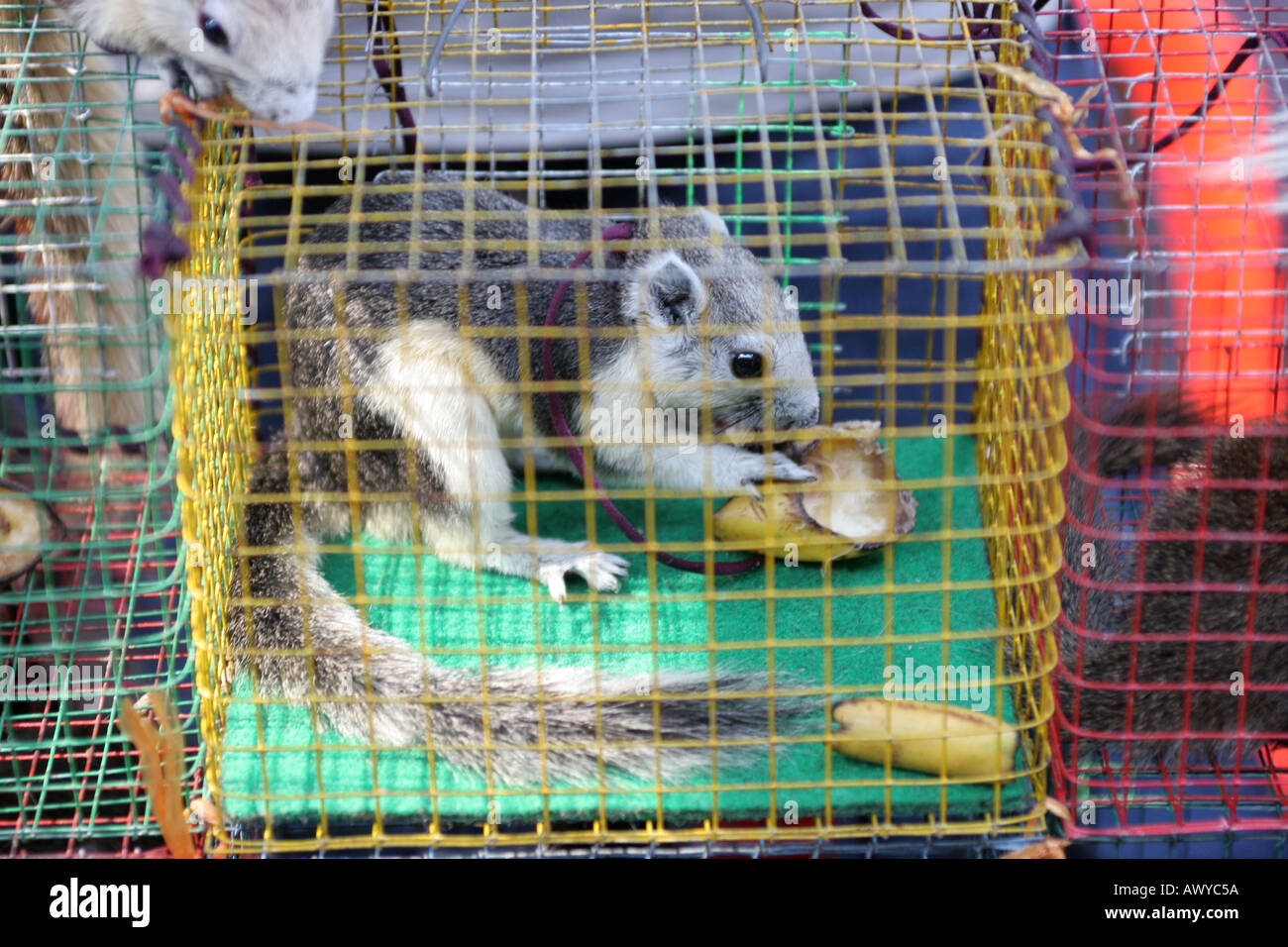 Exotic Pet Stall Chatuchak Market Bangkok Thailand Stock Photo