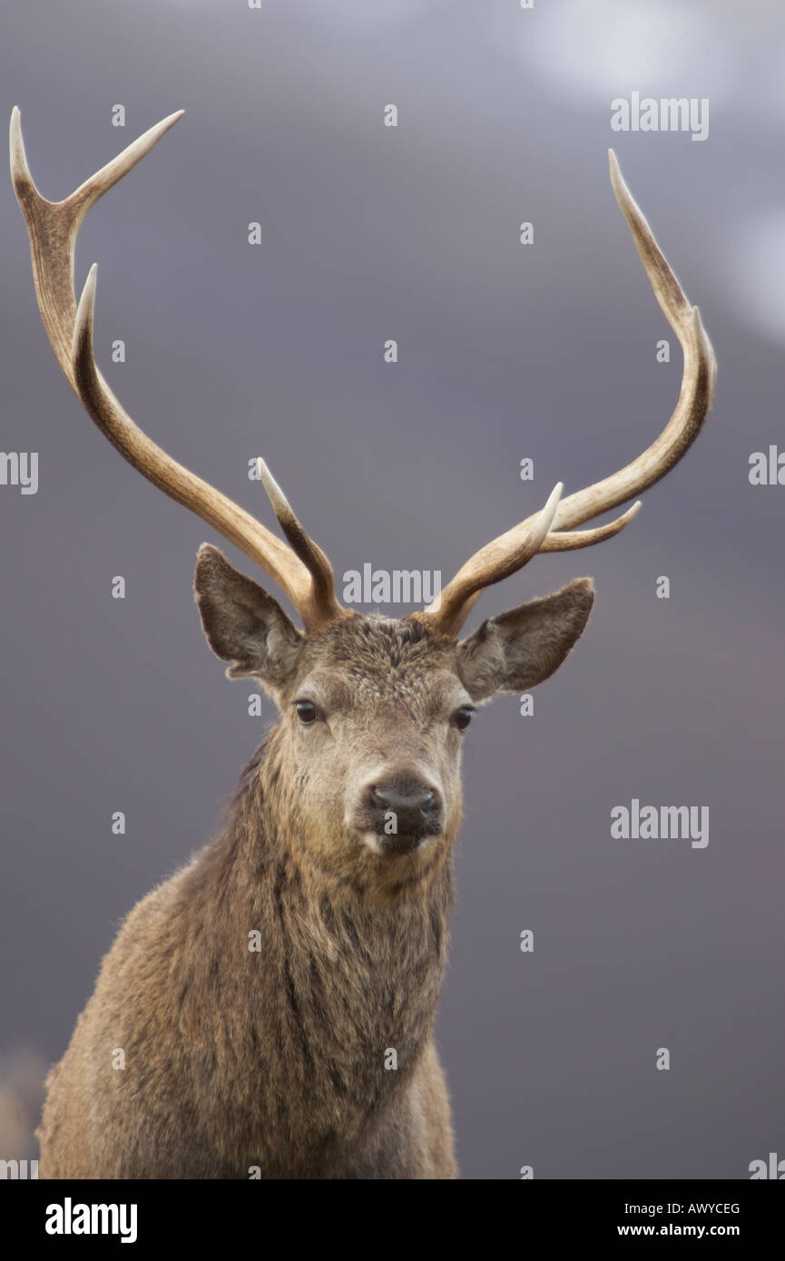 Taken in Alladale Wilderness Reserve. Stock Photo