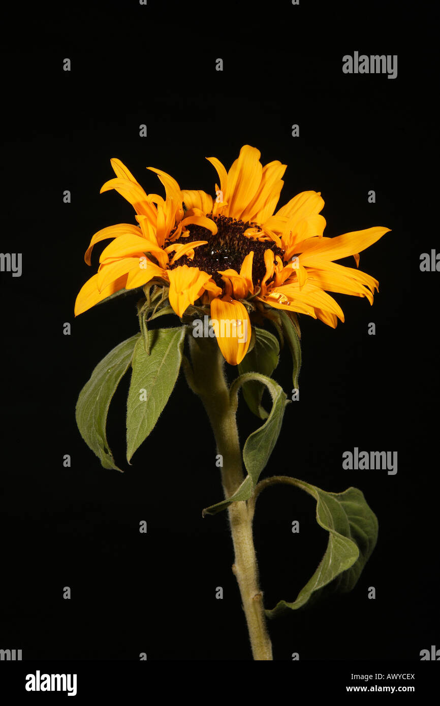Single sunflower against a black background Stock Photo
