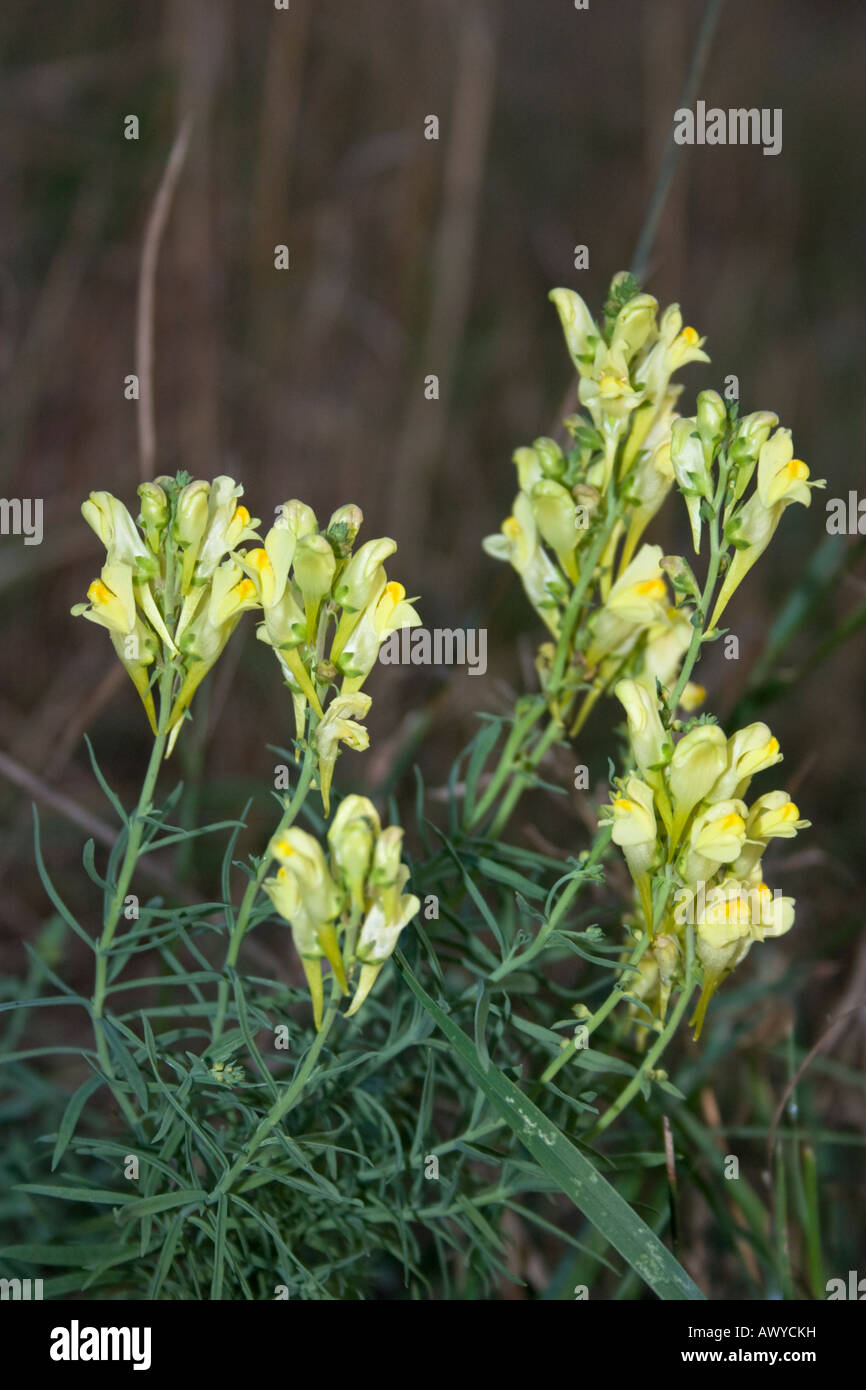 Common or yellow toadflax flower Latin name Linaria vulgaris of the Scrophulariaceae family Stock Photo