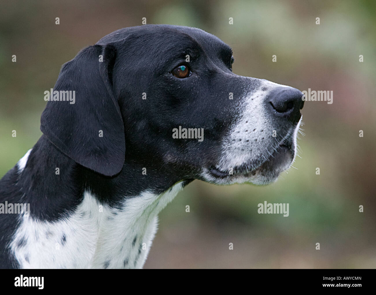Pointer dog black white Stock Photo