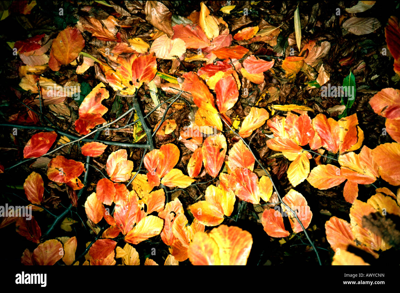 Golden autumn foliage hi-res stock photography and images - Alamy