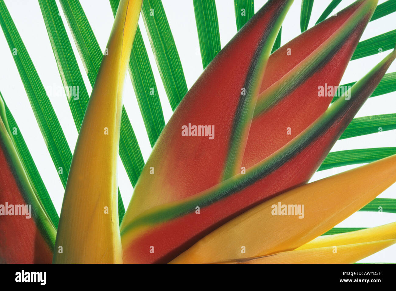 Close up of a lobster claw {Heliconia caribaea) and green palm frond behind it against white Stock Photo
