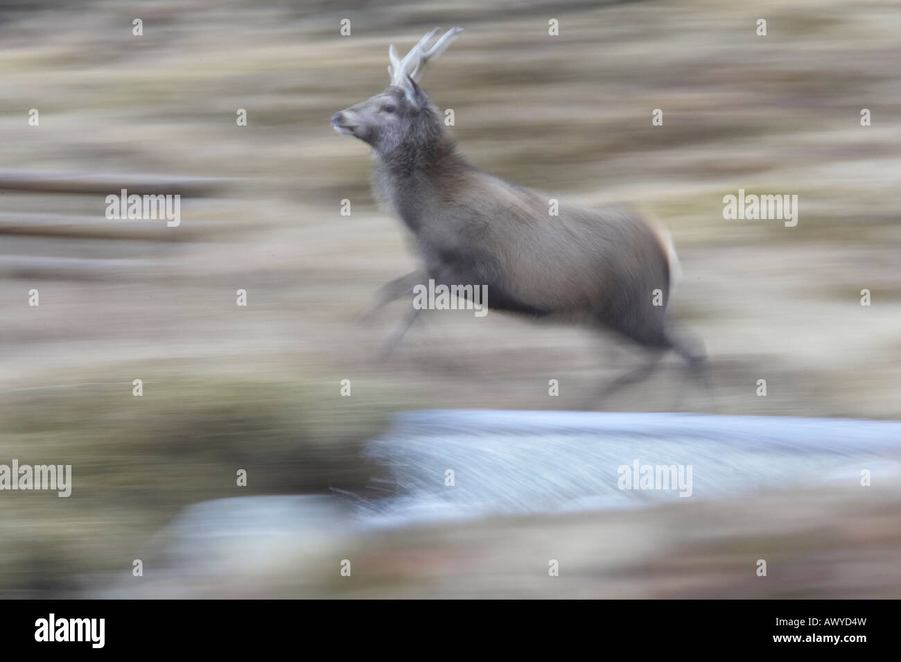 Abstract image of a red deer stag running Stock Photo