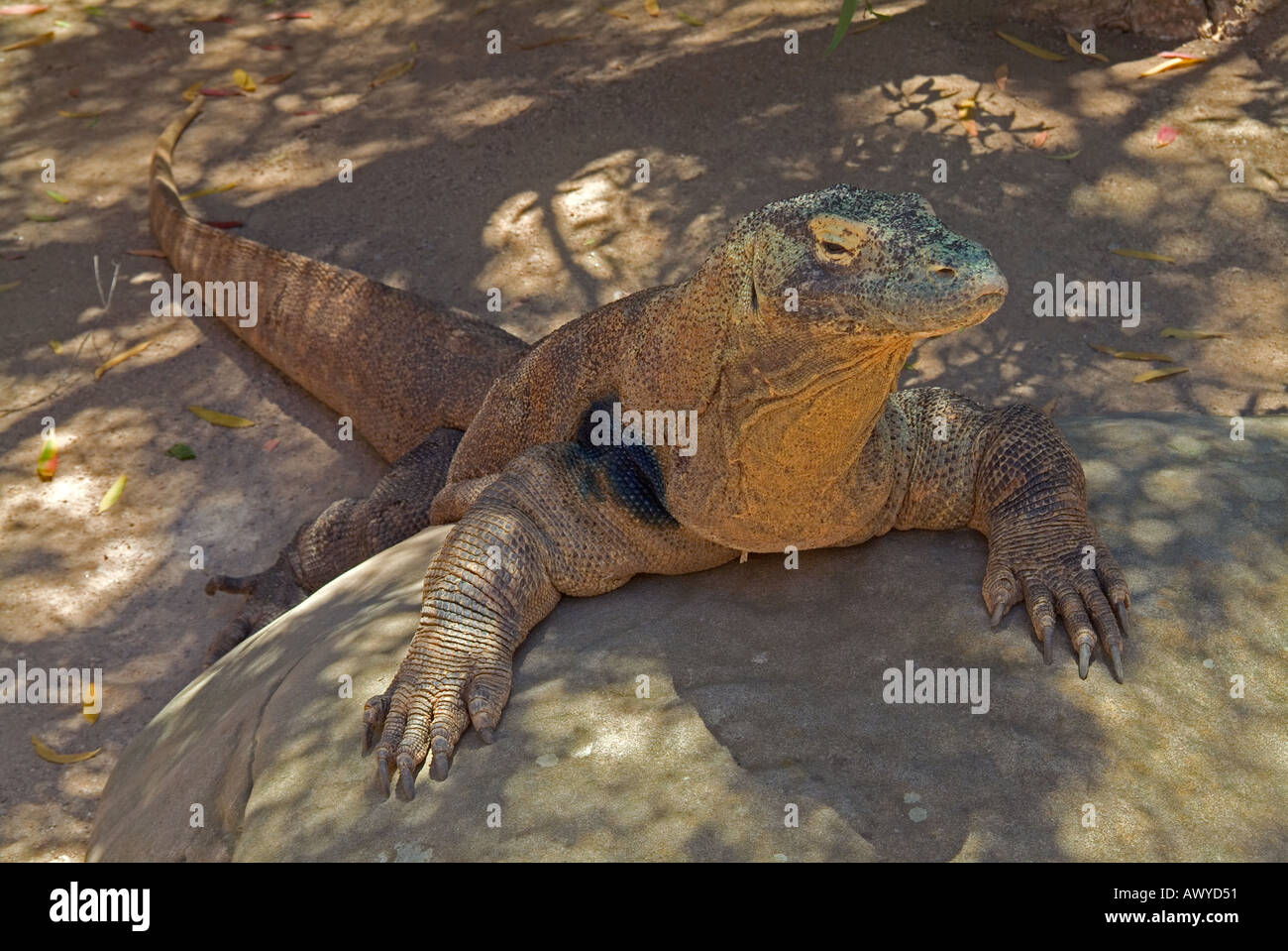 World s largest lizard the Komodo dragon Stock Photo