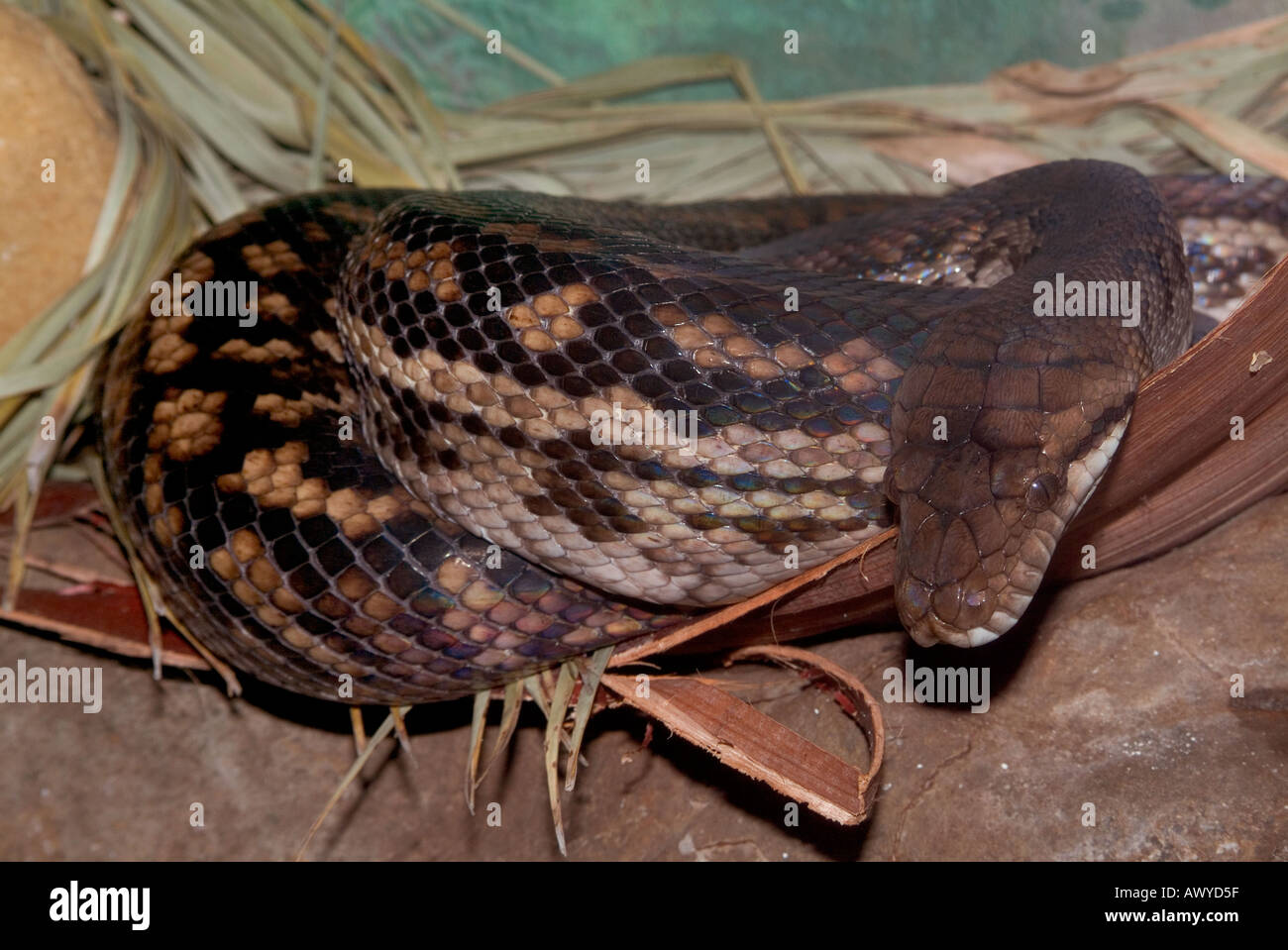 The amethystine python Stock Photo - Alamy