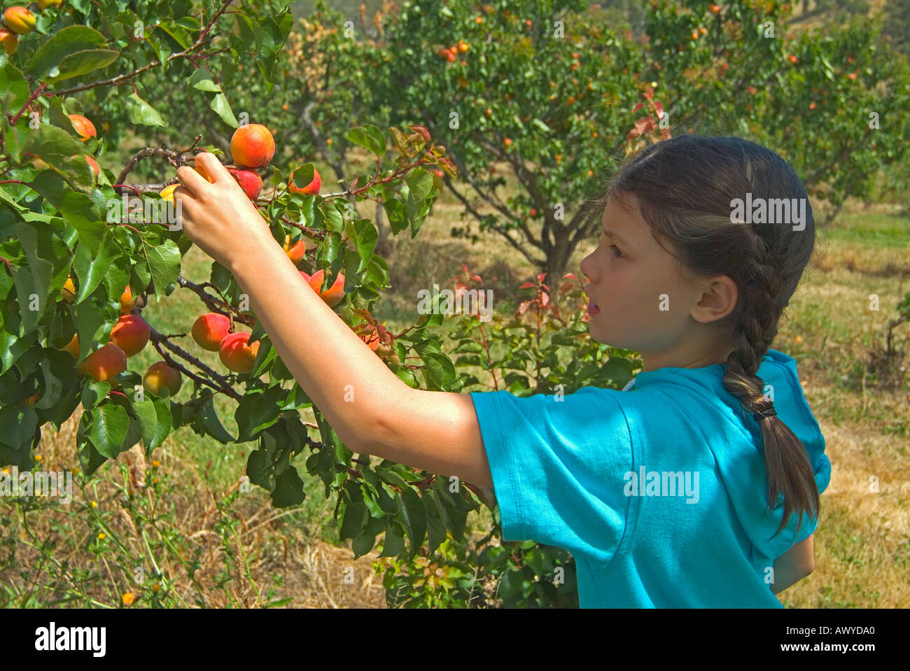 Young girl wearing a cap and picking apricots in summer near New Norfolk Tasmania Australia Stock Photo