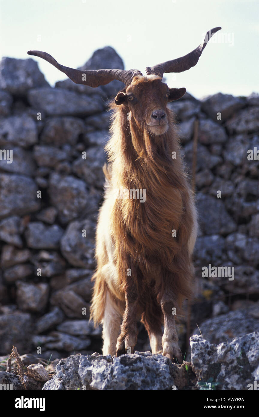 Billy Goat standing on a stone wall Ithica Greece Stock Photo - Alamy