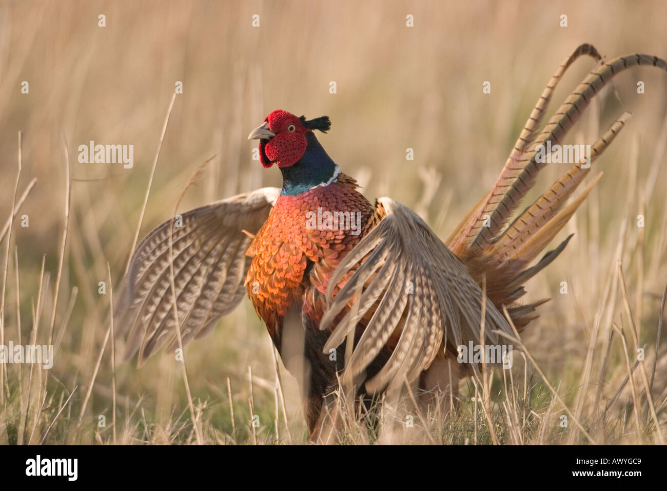 Male Pheasant Displaying Phasianus colchicus Stock Photo