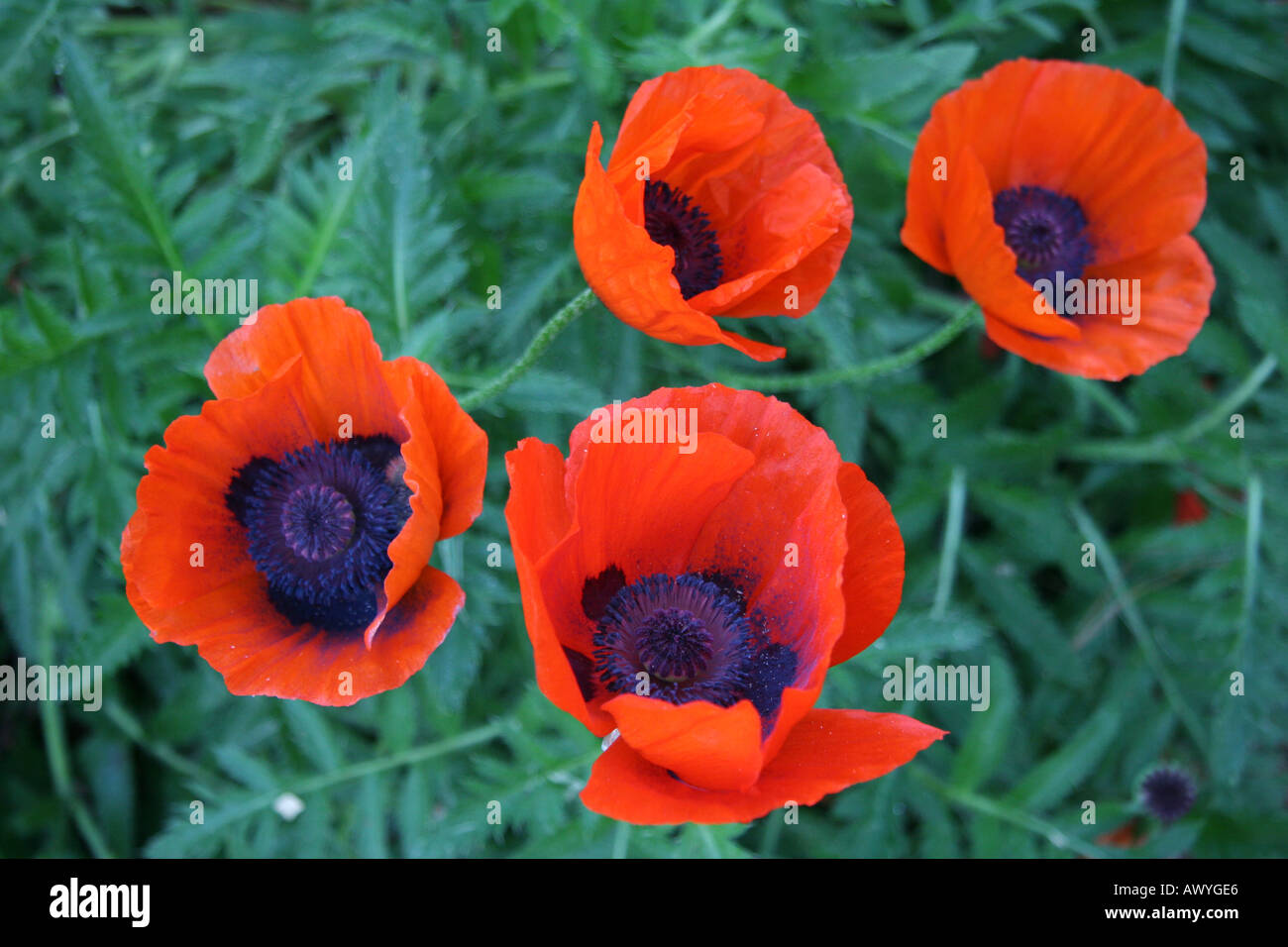 Poppies in Bloom Stock Photo - Alamy