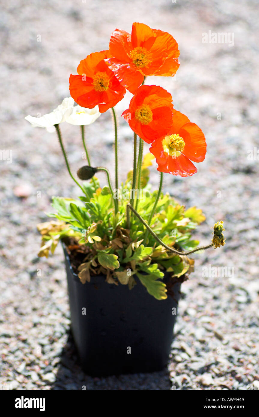 Poppy poppies papaver in flower pot Stock Photo