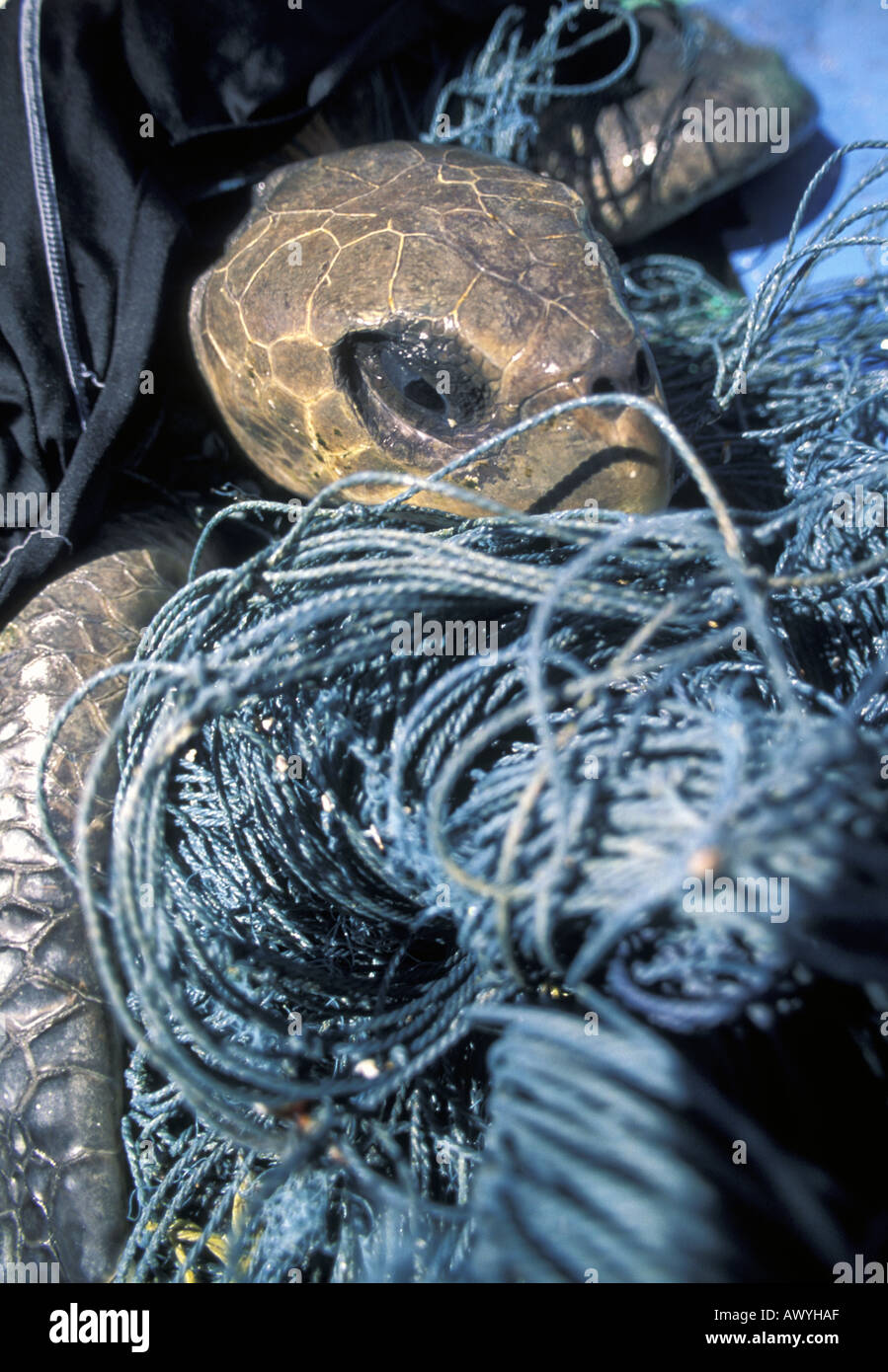 Green turtle Chelonia mydas entangled in fishing nets Wakatobi Marine Park Sulawesi Indonesia Stock Photo