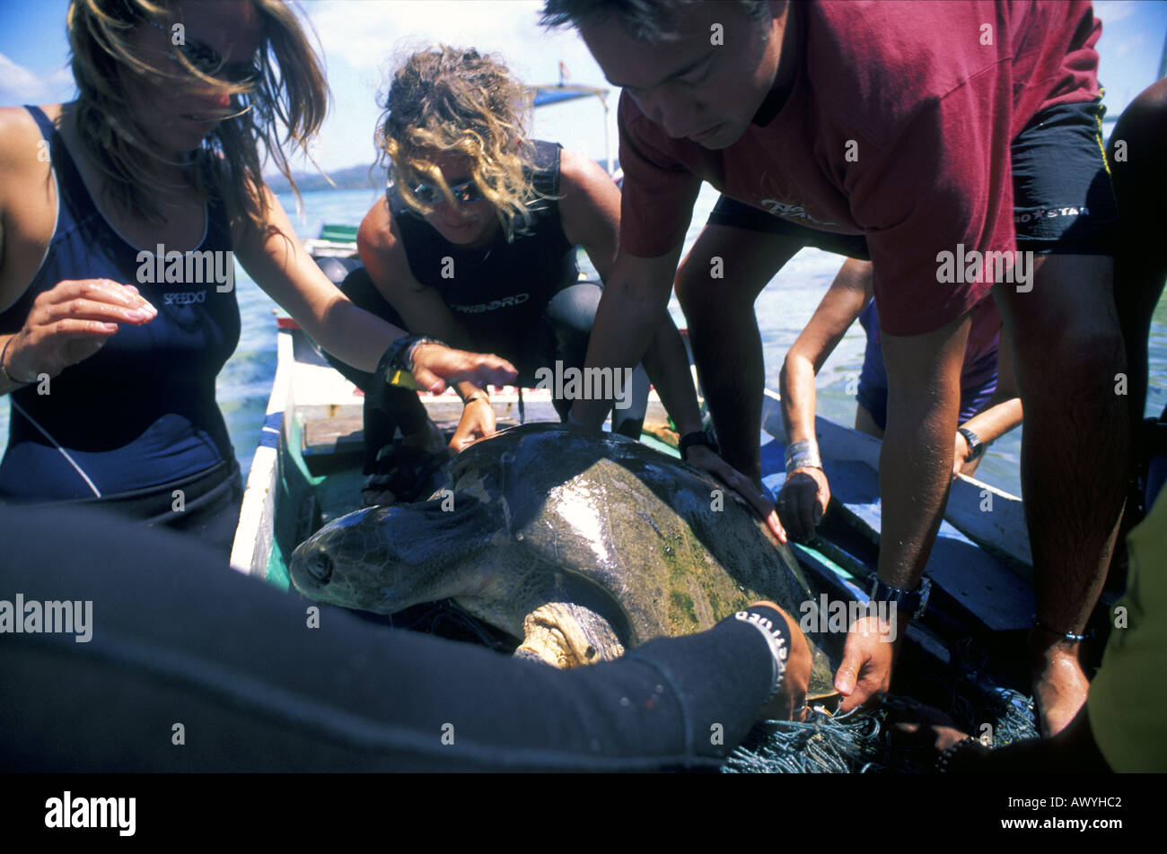 Olive ridley sea turtle Lepidochelys olivacea being freed from fishing net Stock Photo