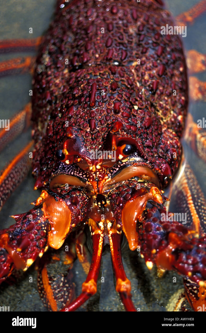 Southern rock lobster (Jasus edwardsii) southeastern Tasmania, Australia Stock Photo