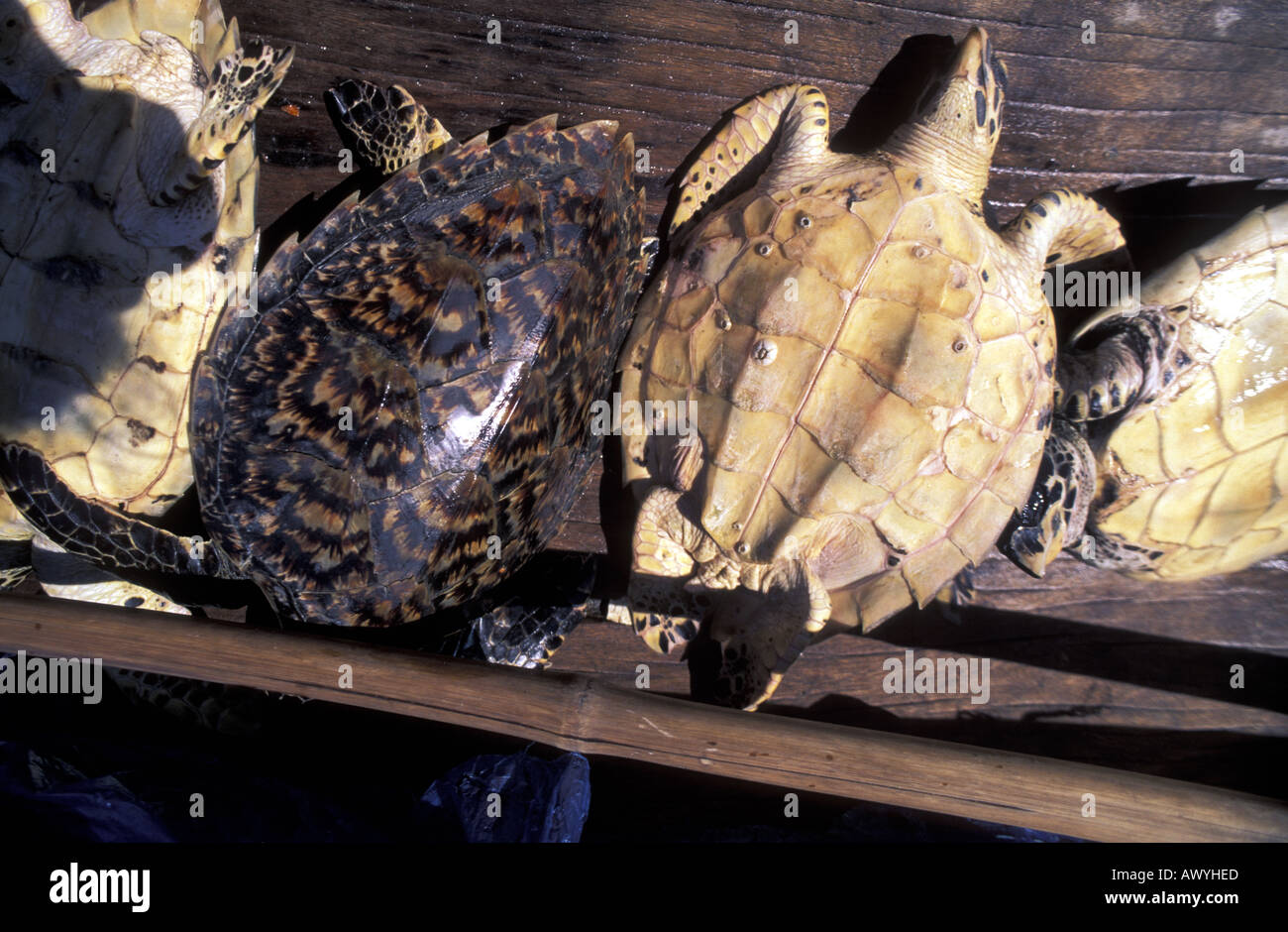 Endangered hawksbill turtles Eretmochelys imbricata Stock Photo