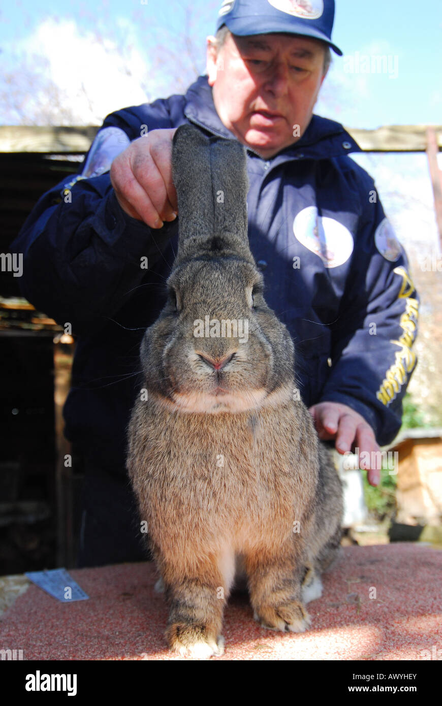 German Giant Rabbit High Resolution Stock Photography and Images Alamy