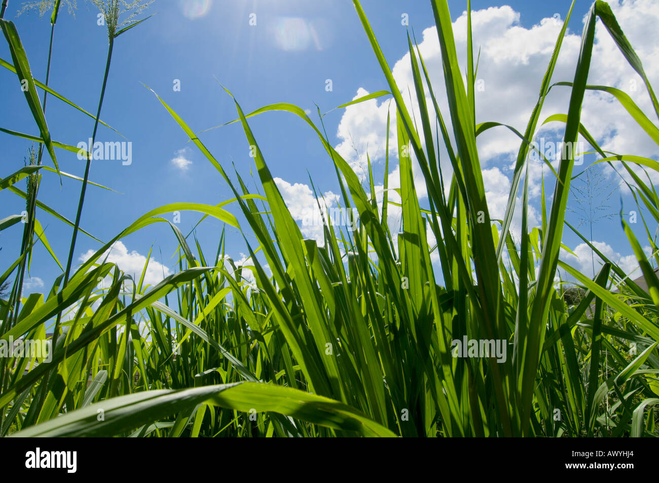 Florida farm field with wild green grass cover and dramatic clouds