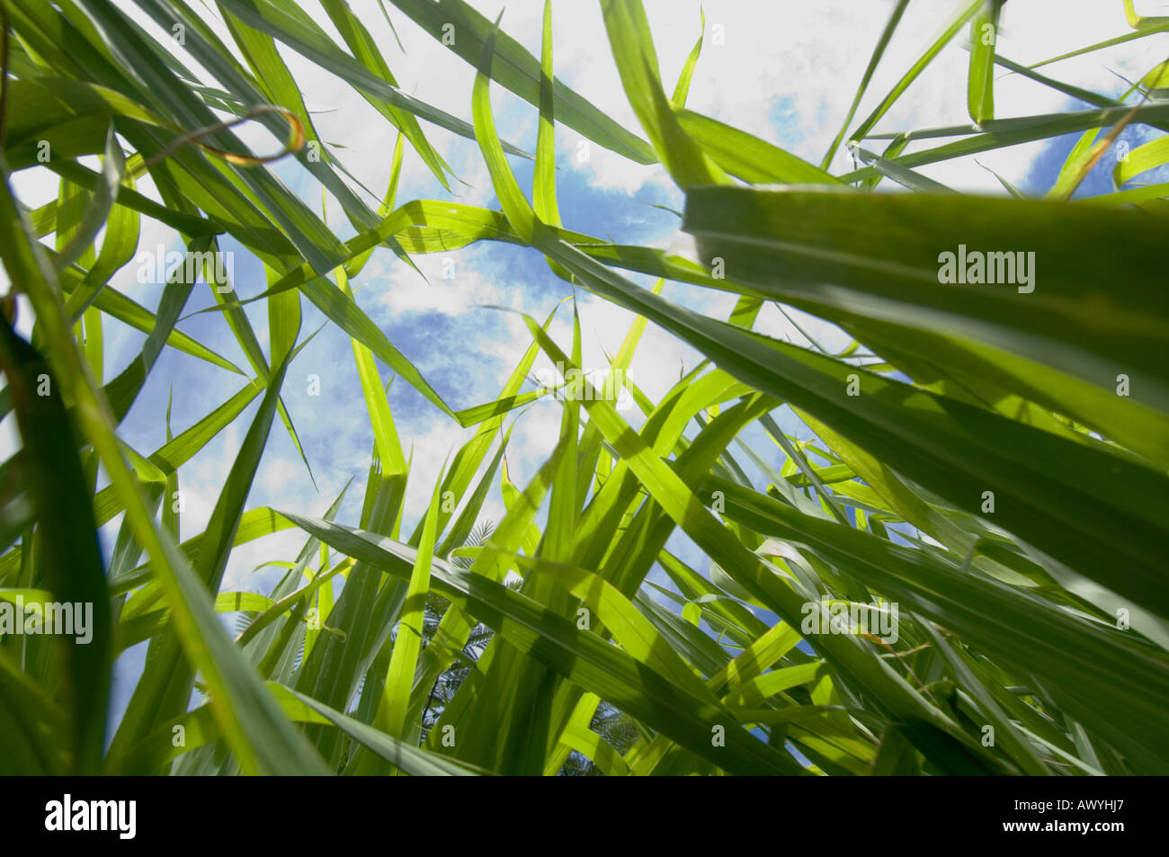 wild green grass cover and dramatic clouds Stock Photo