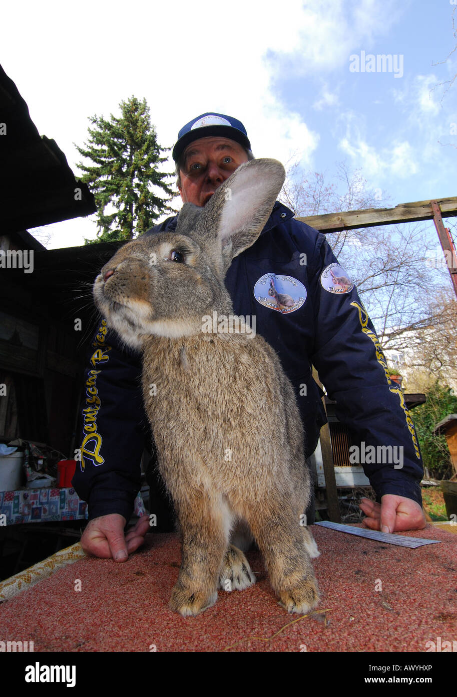 German grey giant rabbit hires stock photography and images Alamy