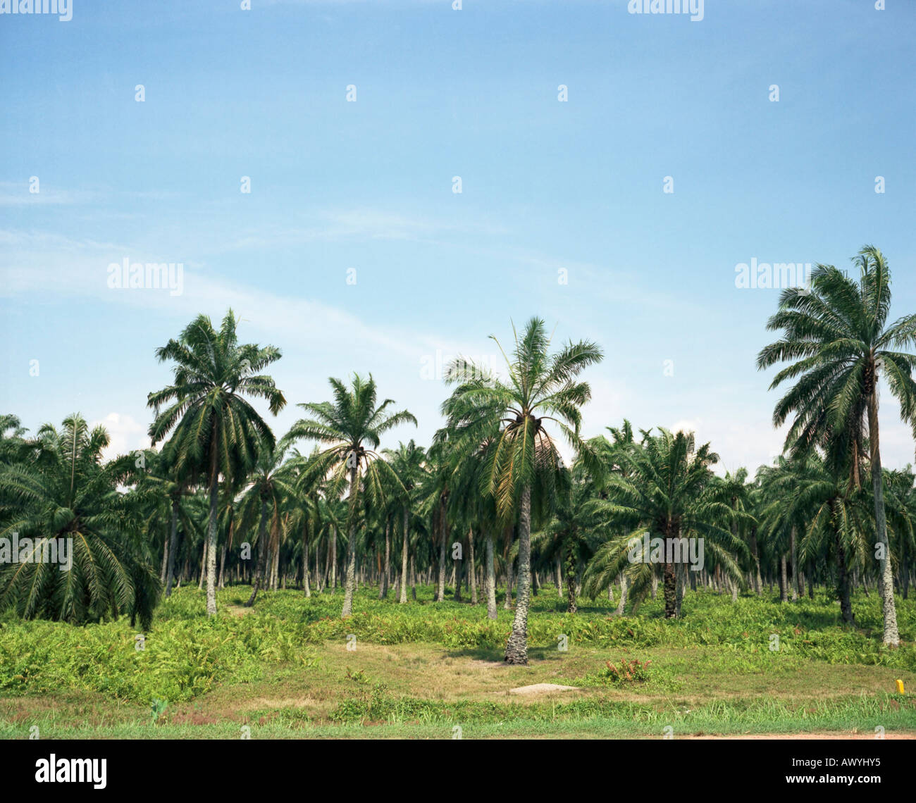 Oil Palms Stock Photo Alamy