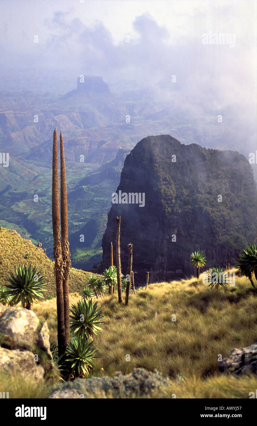 View off 4000m escarpment near Emet Gogo with giant lobelias Stock Photo