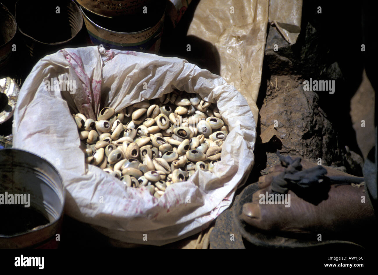 Cowries Cypraea moneta used in northern Africa for centuries as currency Stock Photo