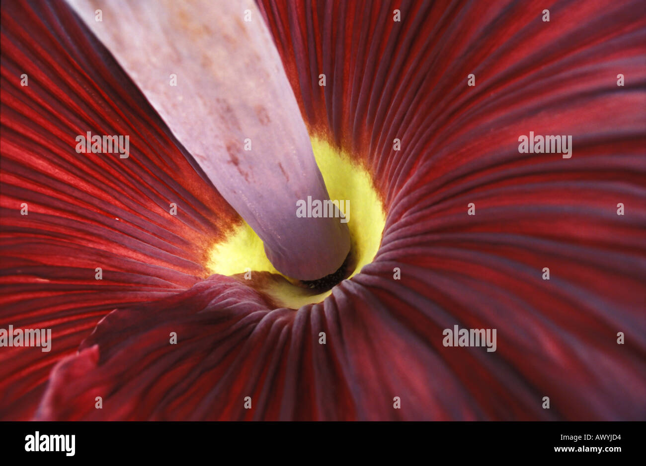 Inside the gigantic rotten meat smelling flower of the Titan arum Amorphophallus titanum endemic to Sumatra Indonesia Stock Photo