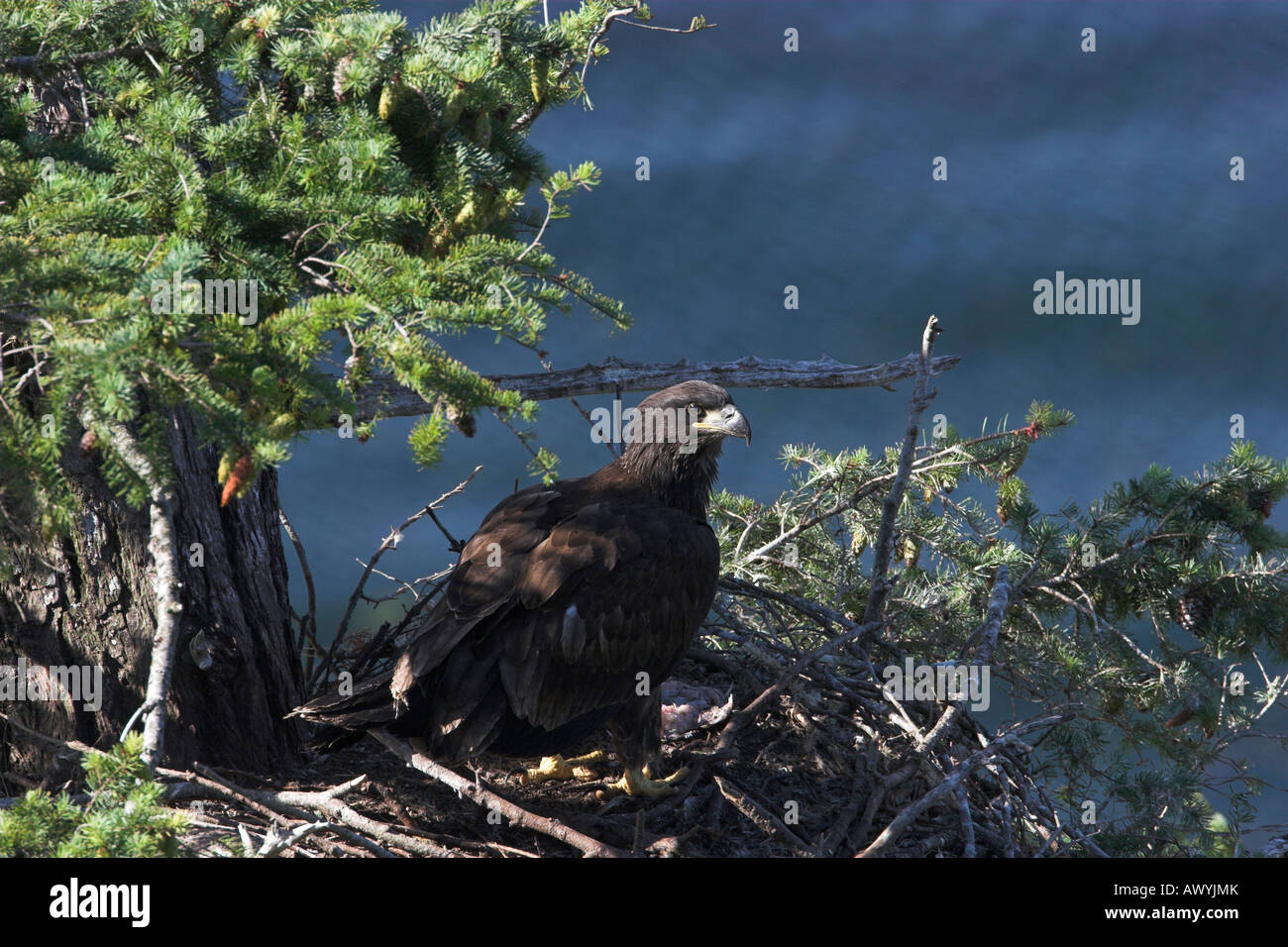 Bald Eagle Haliaeetus leucocephalus juvenile on nest about to devour fish recently brought to nest by parent Stock Photo
