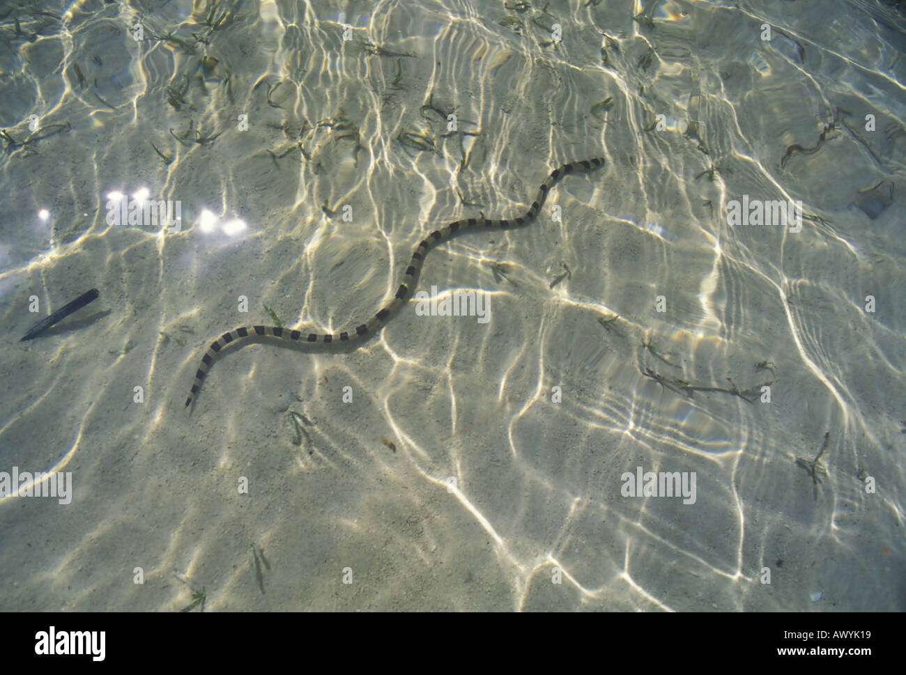Banded snake eel Myrichthys colubrinus swimming across seagrass meadow Stock Photo