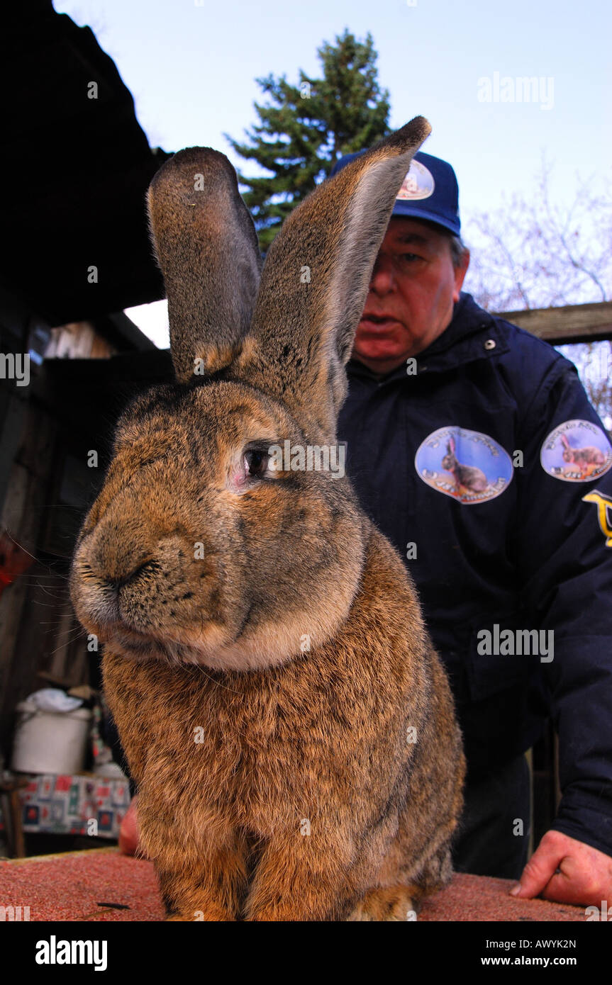 German Giant Rabbit High Resolution Stock Photography and Images Alamy