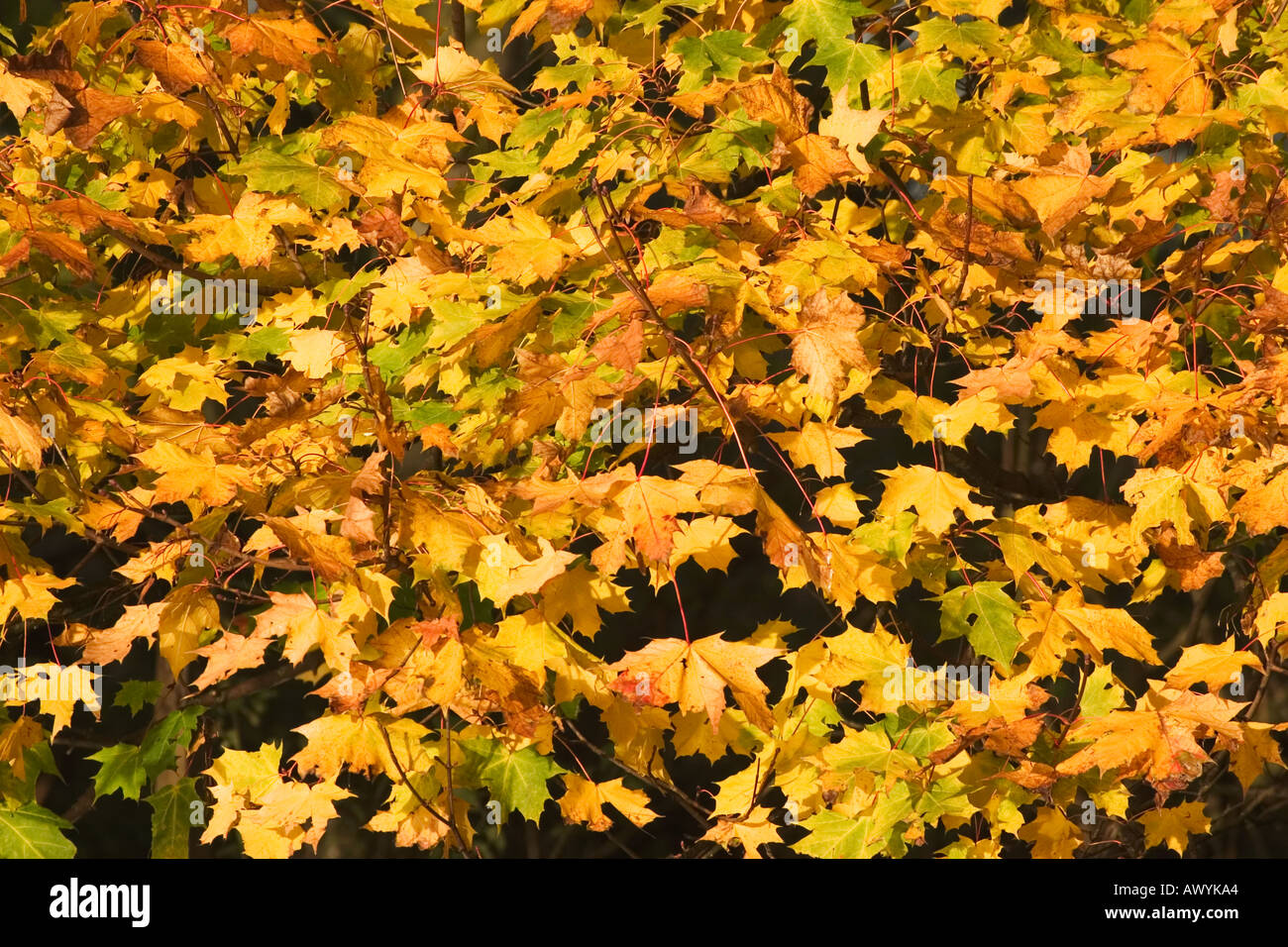 Golden autumn trees and leaves hi-res stock photography and images - Alamy