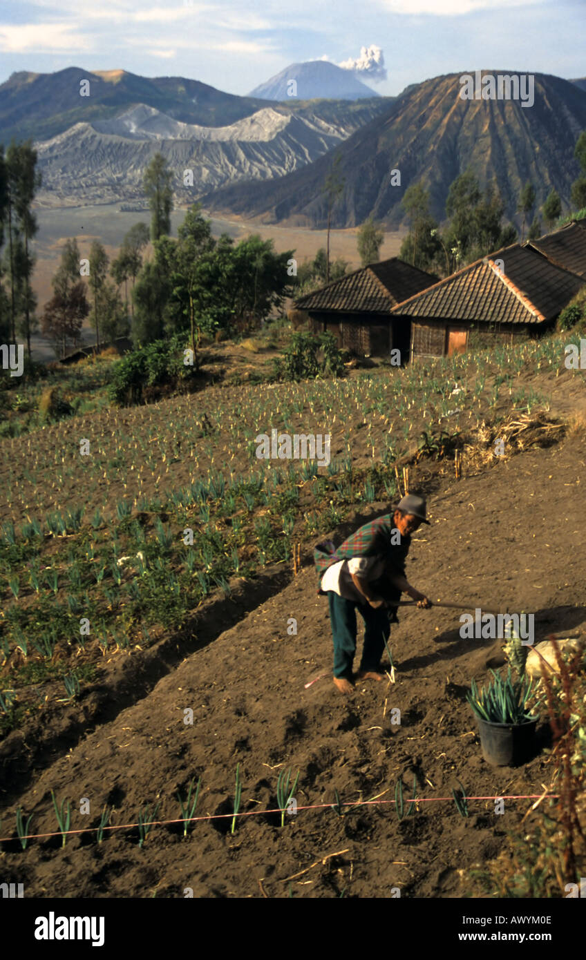 Local farmer growing garlic on the slopes of Mt Bromo crater visible in background an active volcano in eastern Java Indonesia Stock Photo