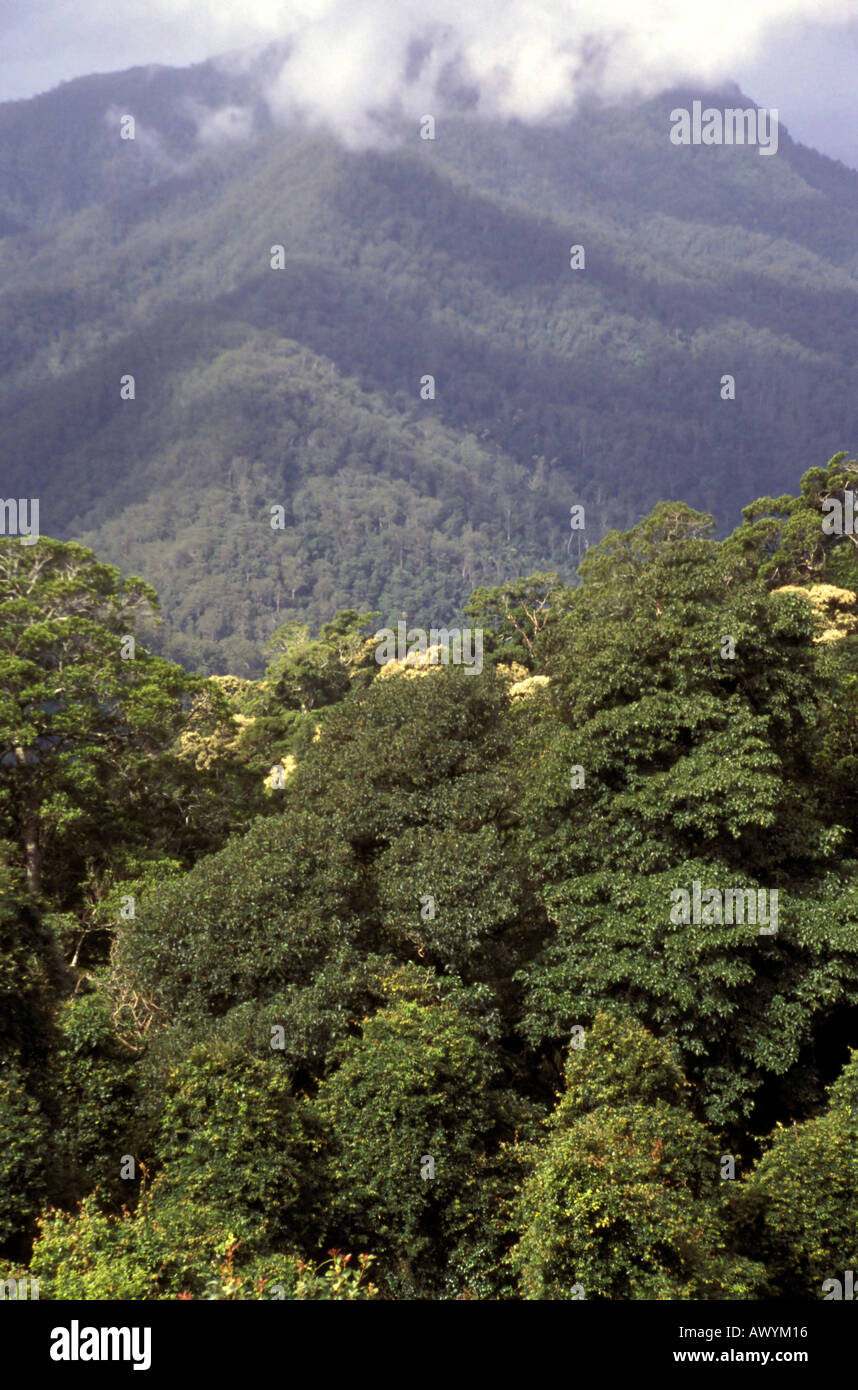 View over the subtropical rainforests of Dorrigo National Park from the Skyway northern New South Wales Australia Stock Photo