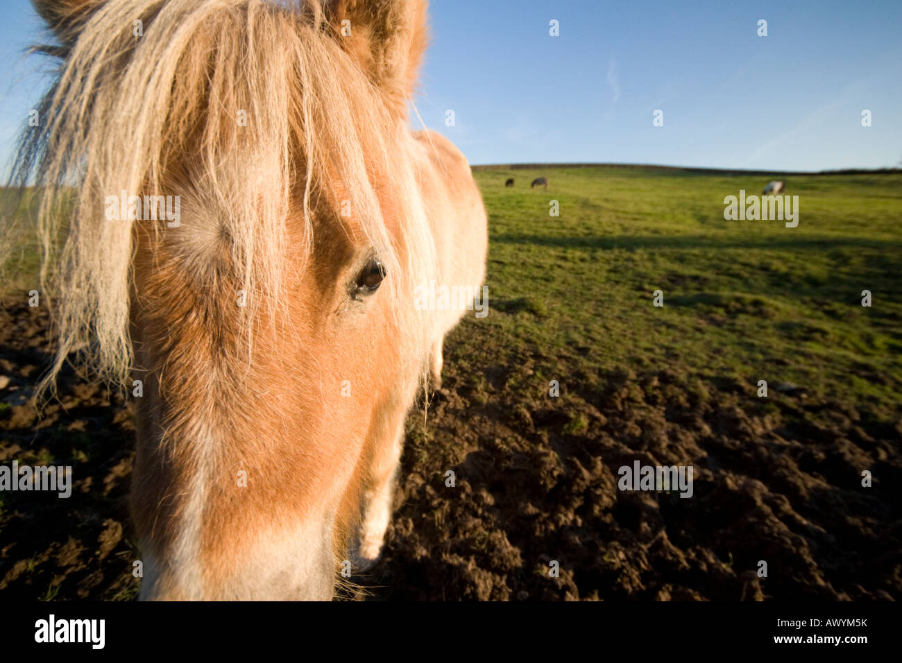 Off centre view of a horse in a field, horses head, horse head, horse, horses, horse face, close view, off centre, pony face, face of horse, Stock Photo