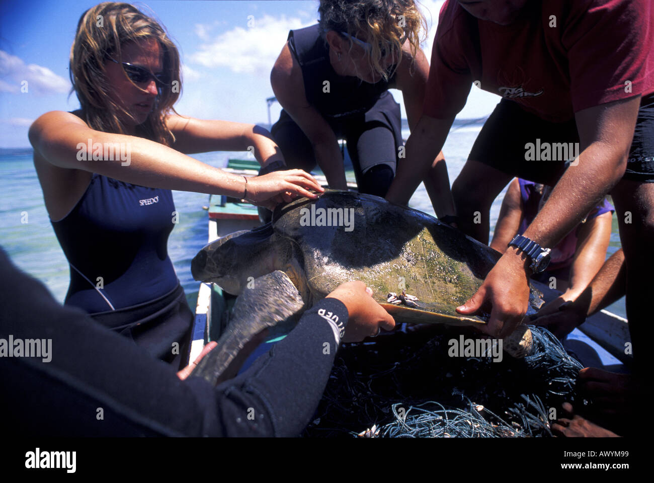 Sea turtle being cut free from fishing net Stock Photo
