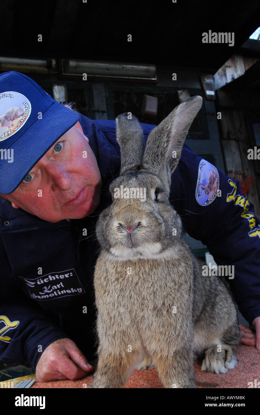 German Giant Rabbit High Resolution Stock Photography and Images Alamy