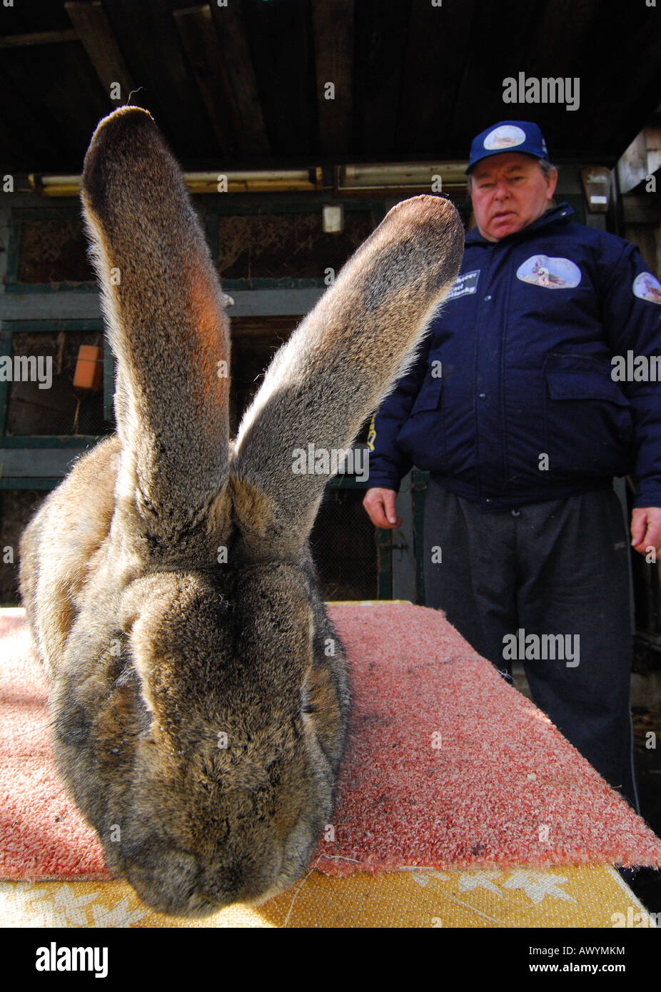 German rabbit breeder Karl Szmolinsky with his giant rabbit Robert II