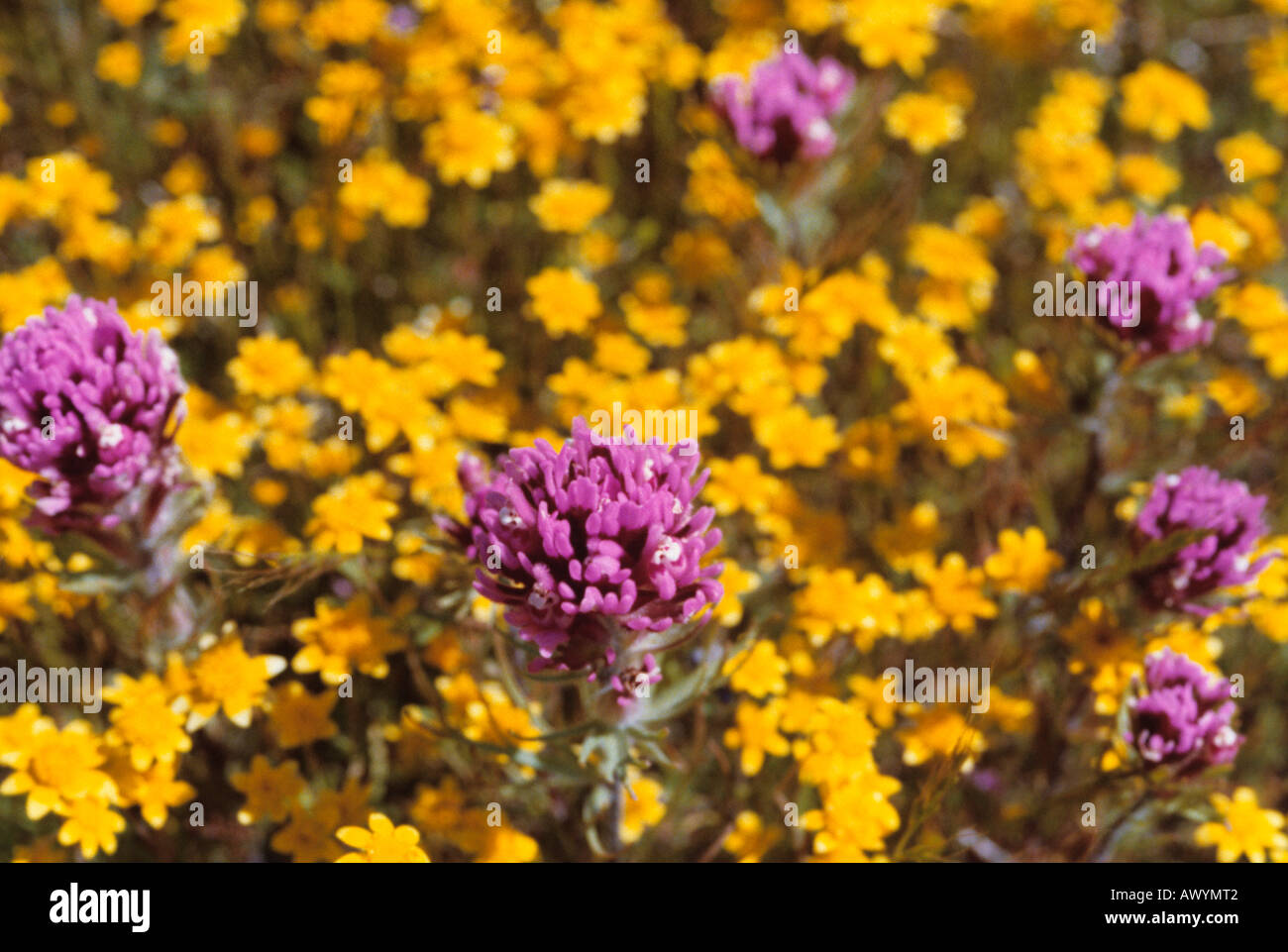 Desert flowers. Owlclover or Orthocarpus Purpurescens. Goldfields or Platystemon Californicus. Stock Photo