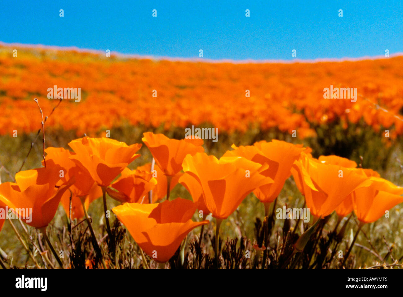 Mojave Desert in bloom. Golden Poppies. California's state wildflower