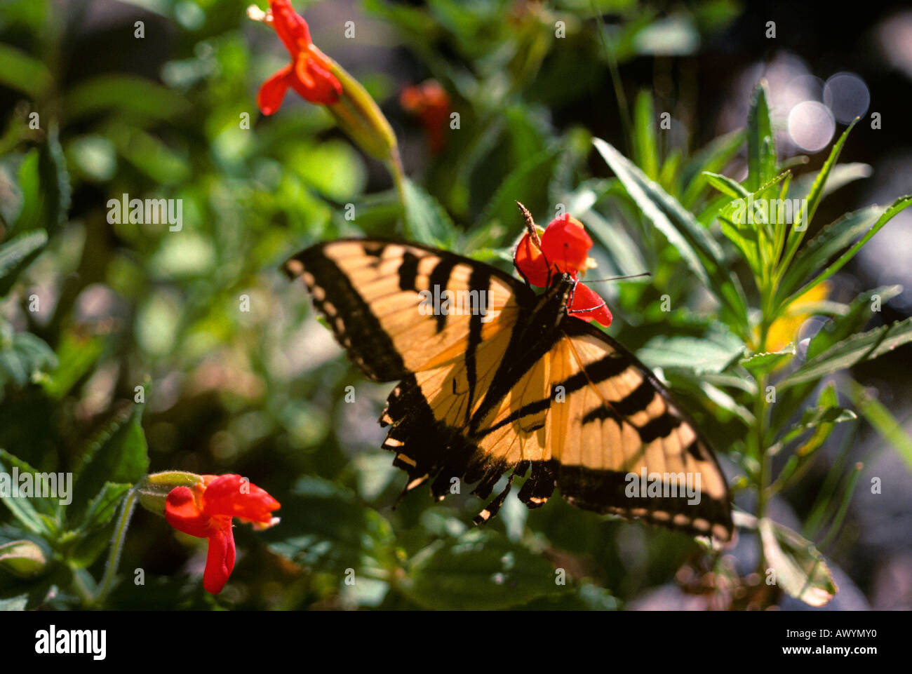 Butterfly on red flower. Scarlet monkeyflower or Mimulus Cardinalis. Two tailed tiger swallowtail butterfly Stock Photo