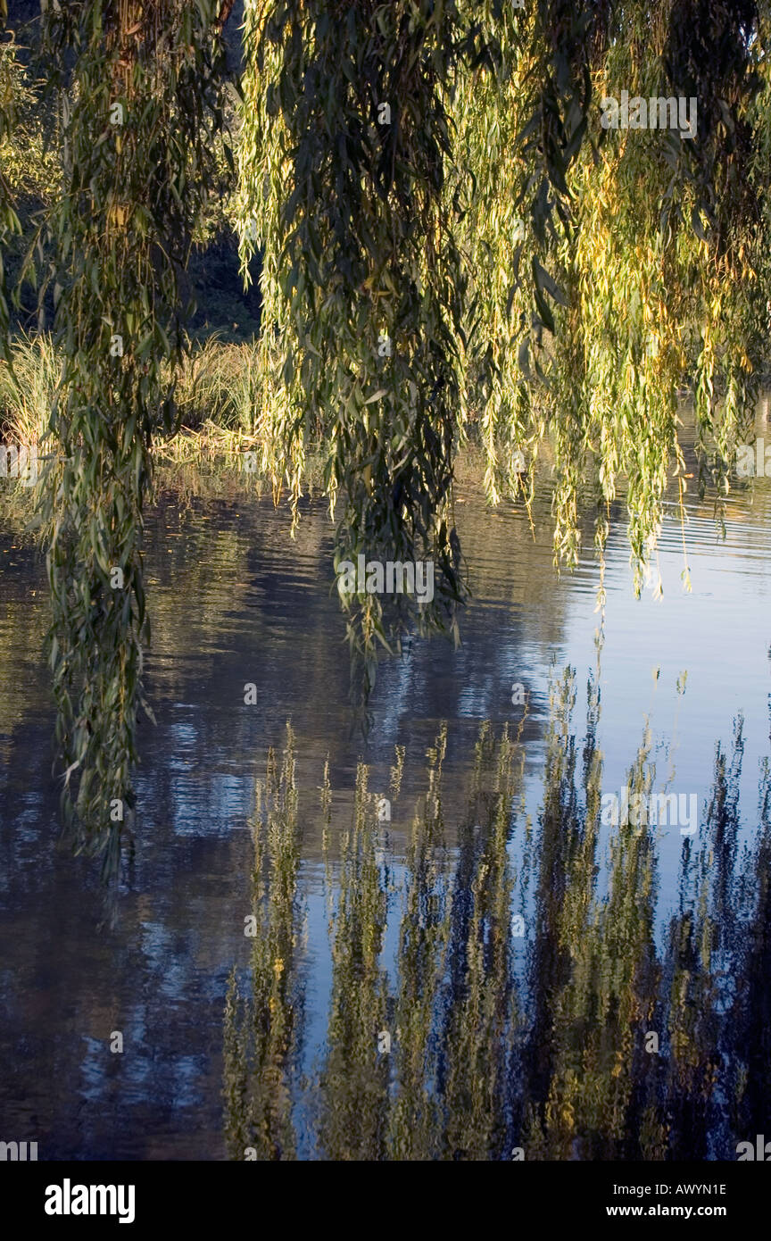 Weeping willow reflected in water hires stock photography and images