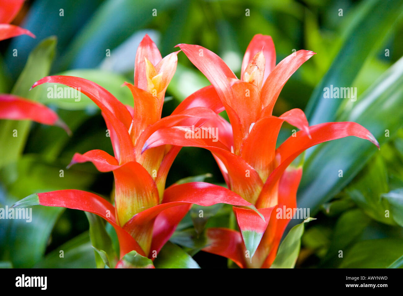Guzmania flowers Stock Photo